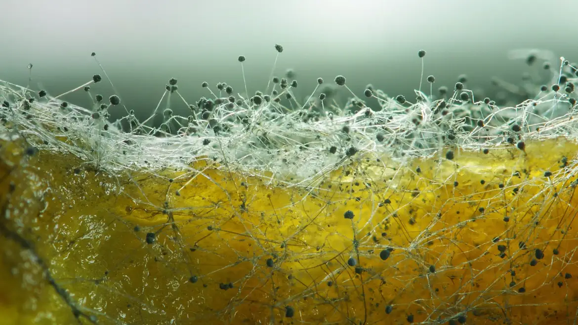 Mould Mitigation at High-Value Residential Property