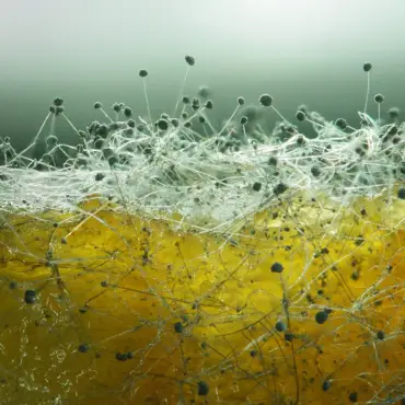 Mould Mitigation at High-Value Residential Property